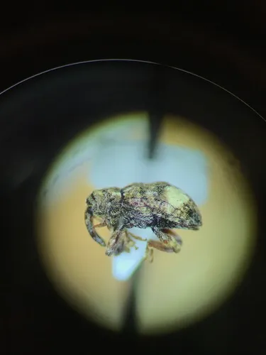 Hackberry Curculio