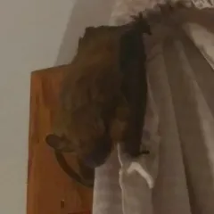 Big Brown Bat thumbnail 2