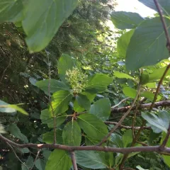 red osier dogwood thumbnail 3