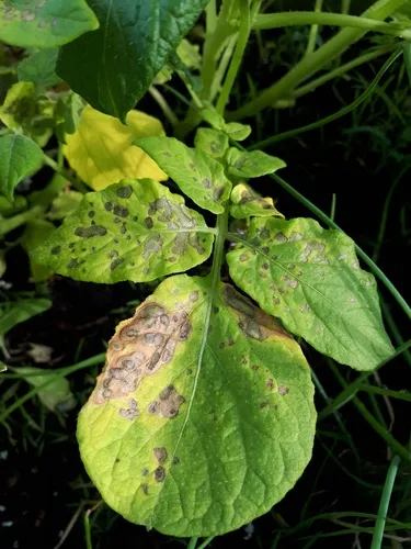 potato blight