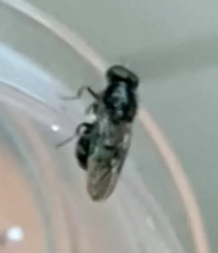 Adoxomyia subulata