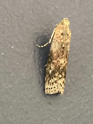 Hackberry Leafroller Moth