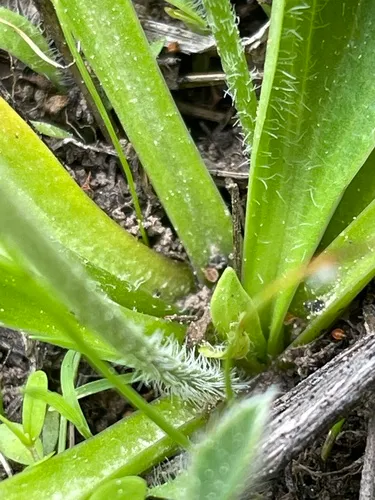 Tweedy's Plantain
