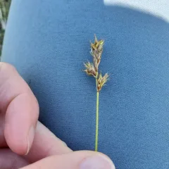 dry land sedge thumbnail 3