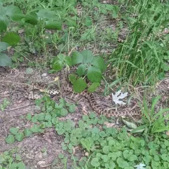 Western Foxsnake thumbnail 2