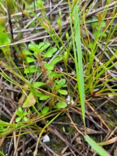 Chaffweed thumbnail 3