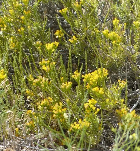 littleleaf horsebrush