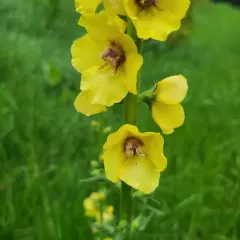 Wand Mullein thumbnail 2