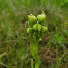Western Prairie White Fringed Orchid thumbnail 4