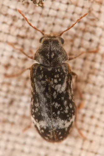 Utobium granulatum