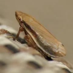 Lined Spittlebug thumbnail 3