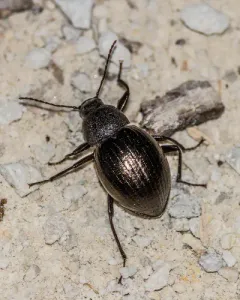 Contracted Darkling Beetle thumbnail 2