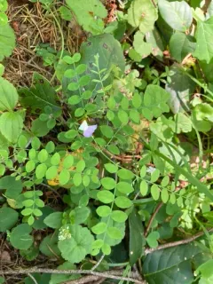 Torrey's Pea thumbnail 3