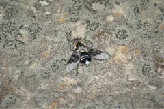 Thyridanthrax fenestratoides thumbnail 2