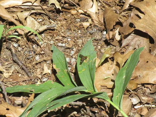 Huron Shore Bee Fly