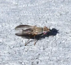 Trixoscelis fumipennis thumbnail 4