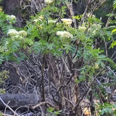Greene's mountain ash thumbnail 4