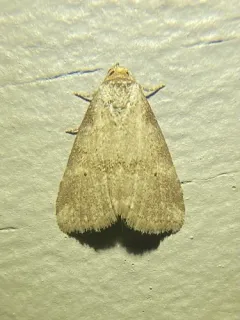 White-lined Graylet thumbnail 3
