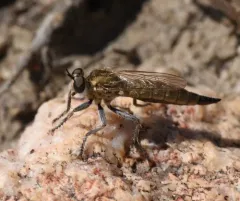 Dicropaltum mesae thumbnail 1