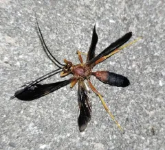 Tmetogaster nubilipennis thumbnail 2