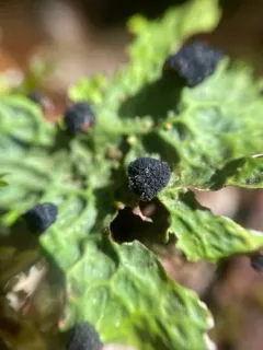 Verrucoccum spribillei thumbnail 2