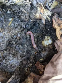 Compost Worm thumbnail 2