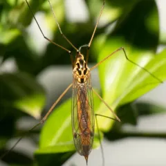 Nephrotoma cornicina thumbnail 3