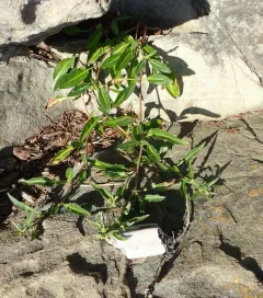 Pacific willow dock thumbnail 2