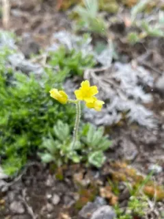 Yellowstone Whitlow-grass thumbnail 2
