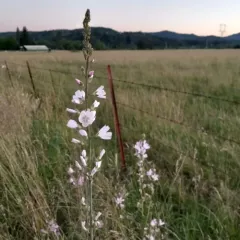 Meadow Checker-mallow thumbnail 2