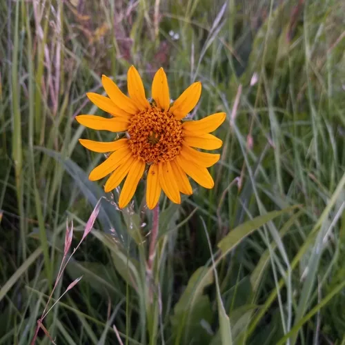 narrowleaf mule-ears