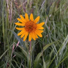narrowleaf mule-ears thumbnail 1