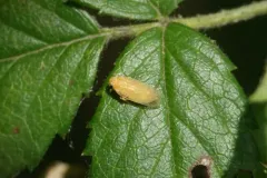 Haplaxius fulvus thumbnail 2