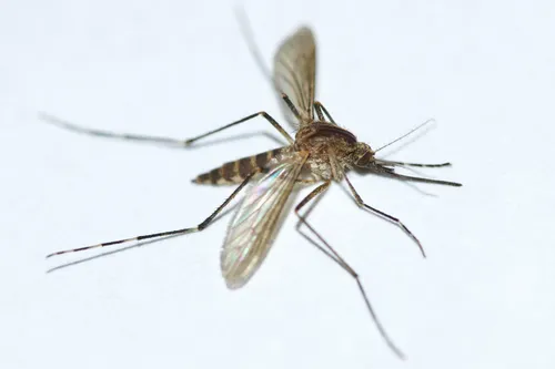 Woodland snowmelt mosquito