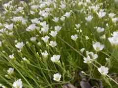 Yukon Stitchwort thumbnail 3