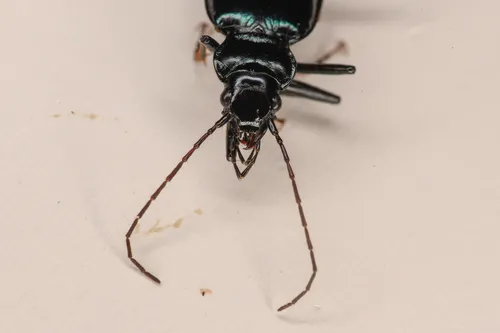 Nebria schwarzi