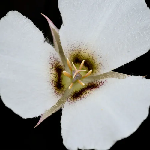 Howell's mariposa lily