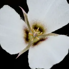 Howell's mariposa lily thumbnail 1