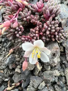 Okanogan Fameflower thumbnail 3