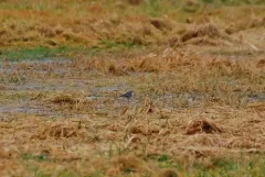 Citrine Wagtail thumbnail 2