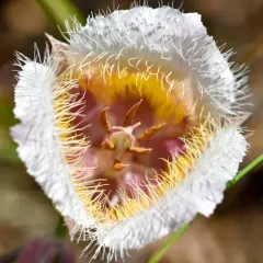 Cox's mariposa lily thumbnail 2