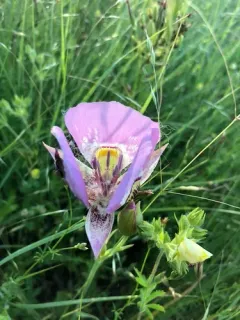 broadfruit mariposa lily thumbnail 3