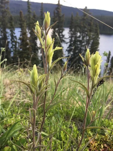 Pale Paintbrush