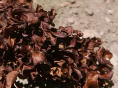 Andrejev's Iceland Lichen thumbnail 3