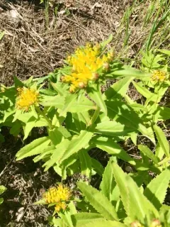Aizoon Stonecrop thumbnail 3