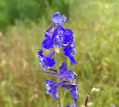 Nuttall's larkspur thumbnail 3