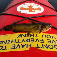 Yellow Bullhead thumbnail 3