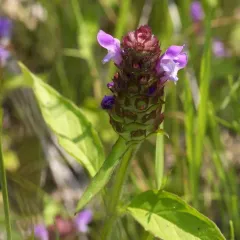common selfheal thumbnail 6