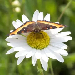Milbert's Tortoiseshell thumbnail 4