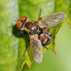 Gymnoclytia occidua thumbnail 2